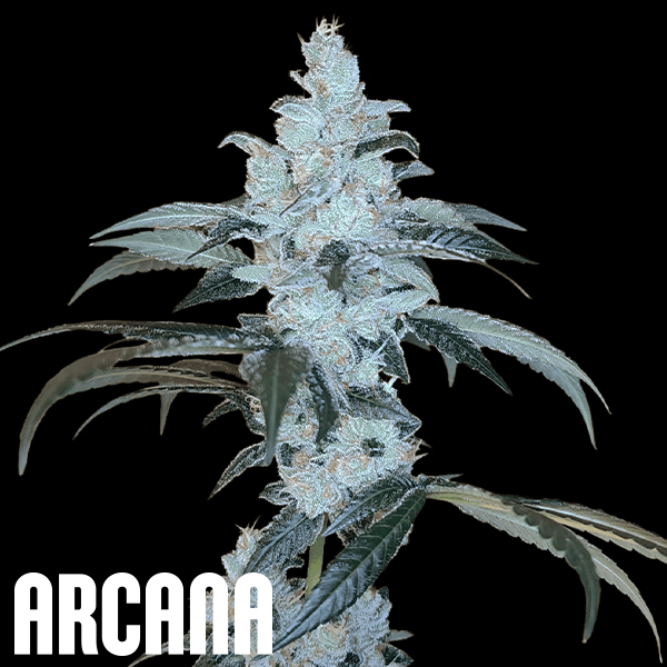 Arcana Genetics Bananalicious