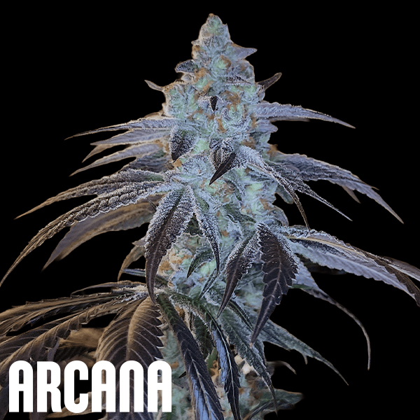 Arcana Genetics Disco Fever