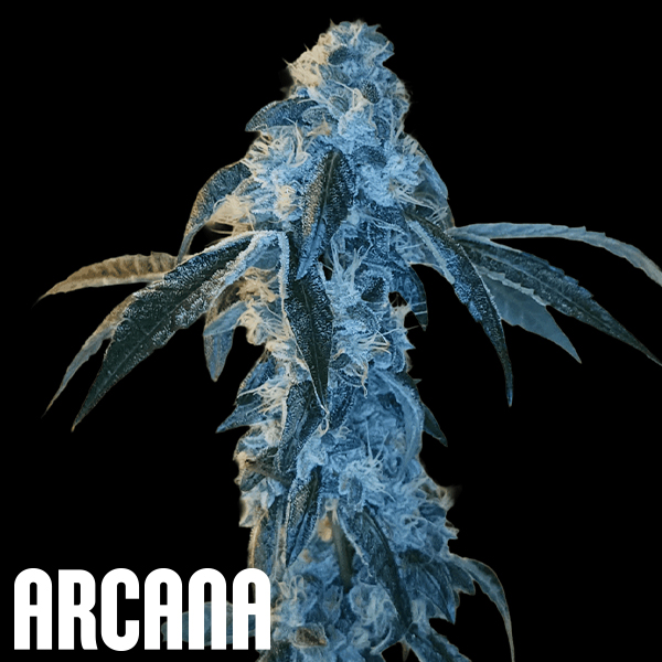 Arcana Genetics Key Klub 33