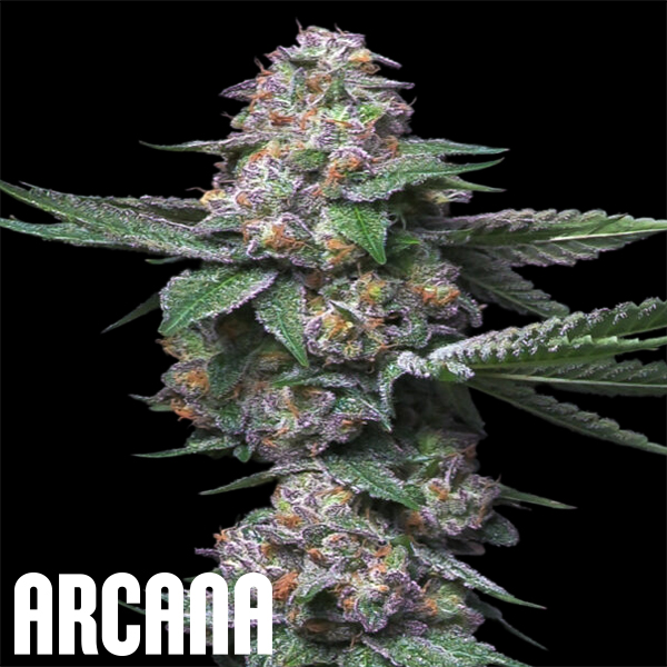 Arcana Genetics MAC Hamma