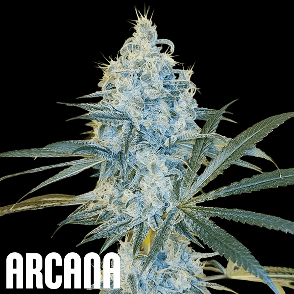 Arcana Genetics Sour Cherry Kush