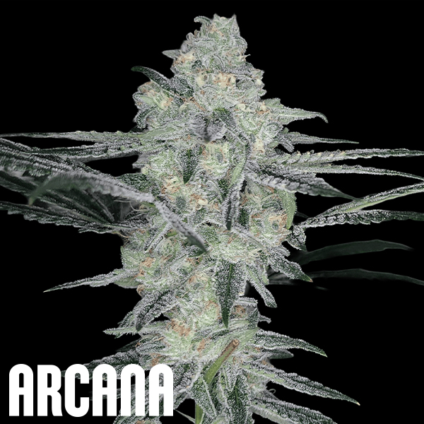 Arcana Genetics Yogananda