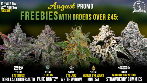 August Promo