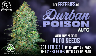 Auto Seeds Durban Poison Auto
