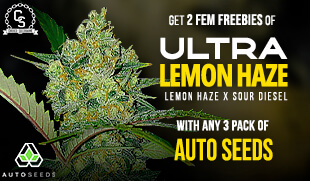 Auto Seeds Ultra Lemon Haze