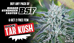 BSF Seeds - Pine Tar Kush