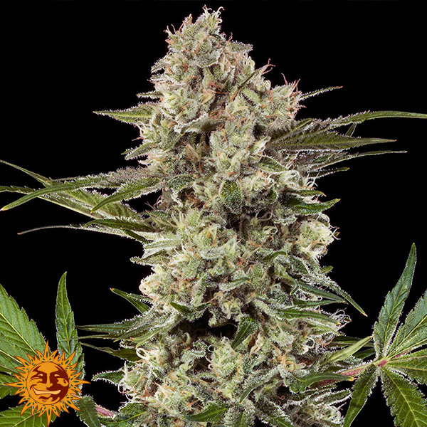 Barneys Farm Seeds Banana Runtz