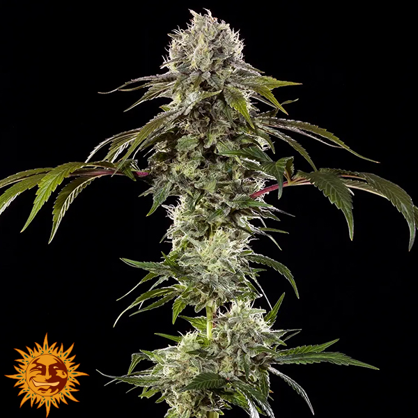 Barneys Farm Seeds Durban Poison