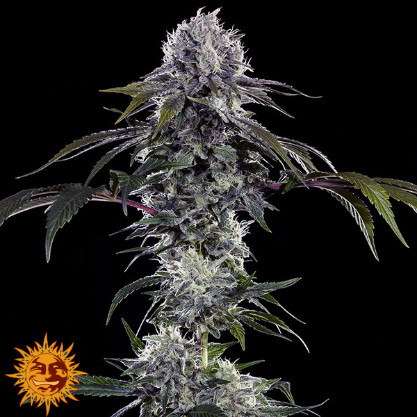 Barneys Farm Seeds Durban Z