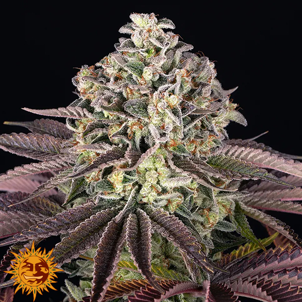 Barneys Farm Seeds GrandDaddy Purple