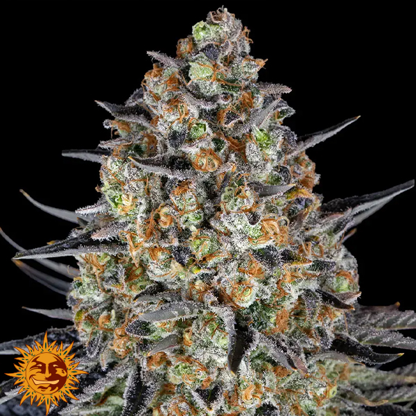Barneys Farm Seeds LSD