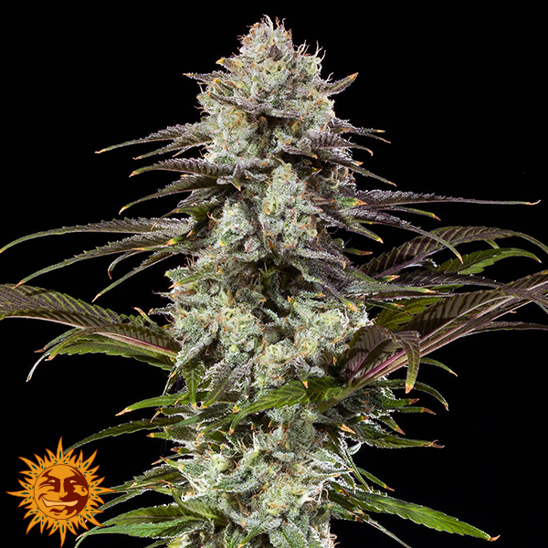 Barneys Farm Seeds London Pound Cake