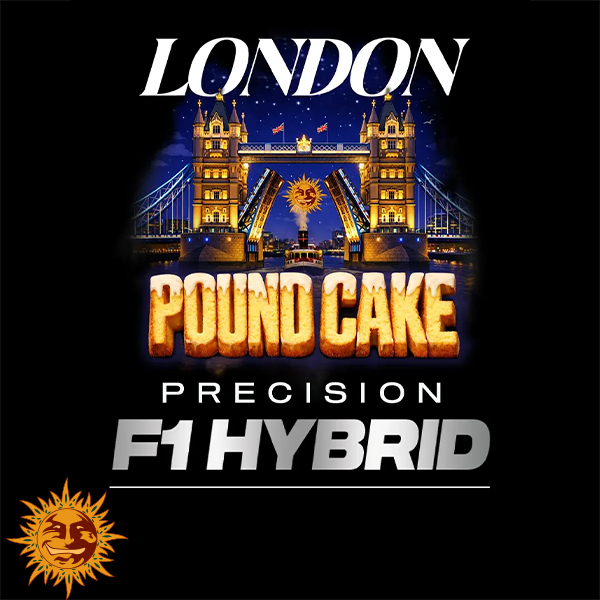 Barneys Farm Seeds AUTO London Pound Cake