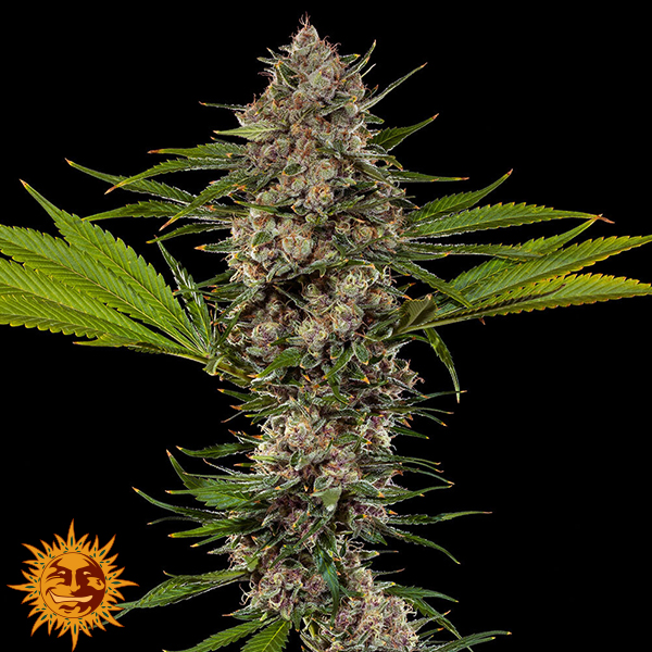 Barneys Farm Seeds MAC 1