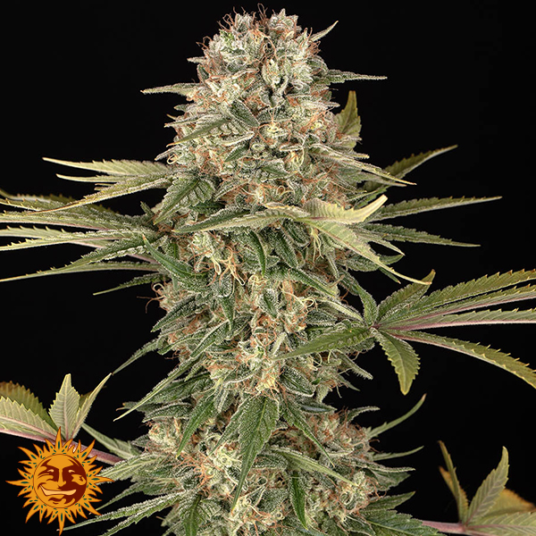 Barneys Farm Seeds Master Kush