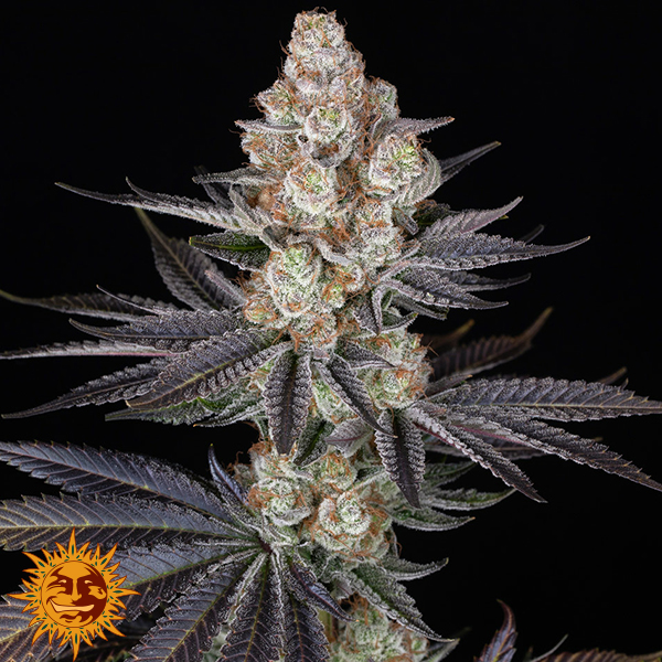 Barneys Farm Seeds & Doja Exclusive Papaya Frosting