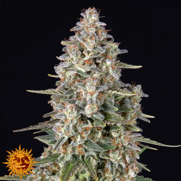 Barneys Farm Seeds Pineapple Chunk