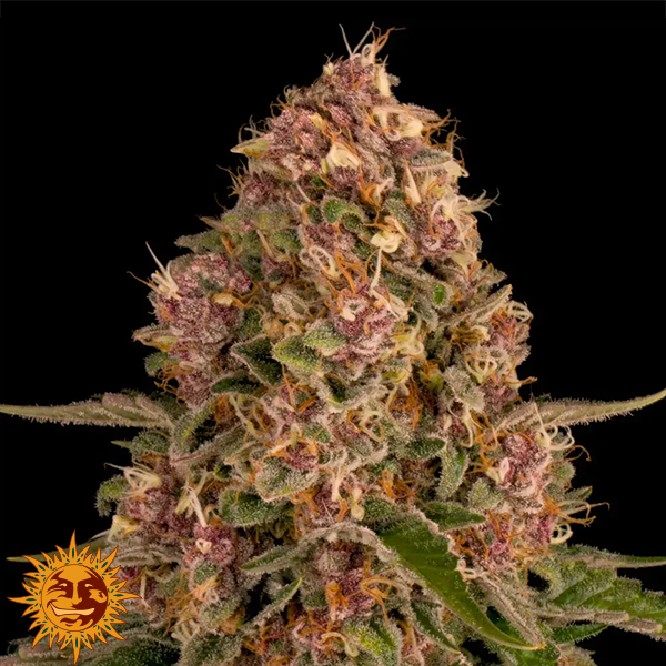 Barneys Farm Seeds Pink Kush