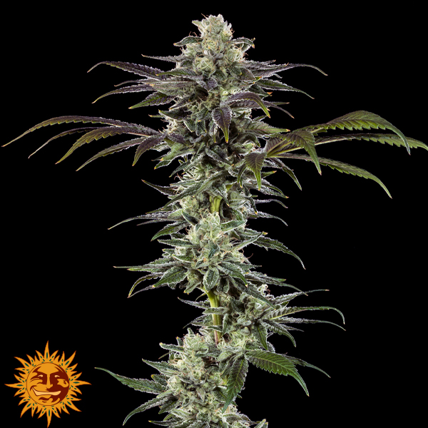 Barneys Farm Seeds RS11
