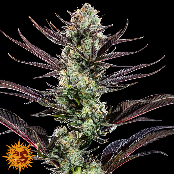 Barneys Farm Seeds Thin Mint Frosting