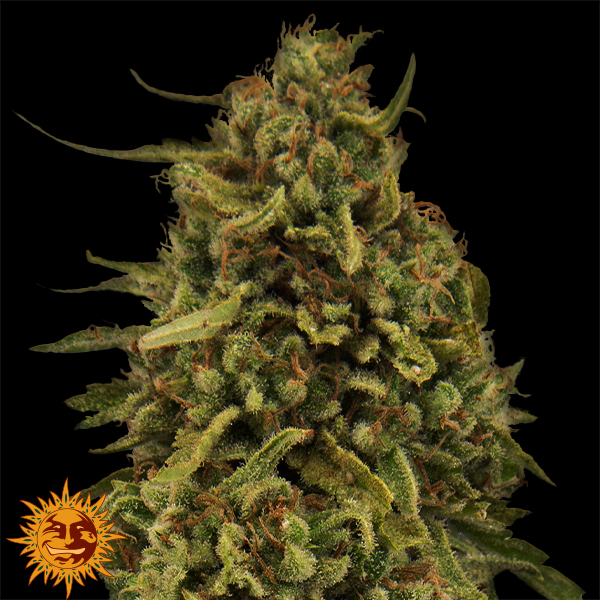 Barneys Farm Seeds Widow Remedy