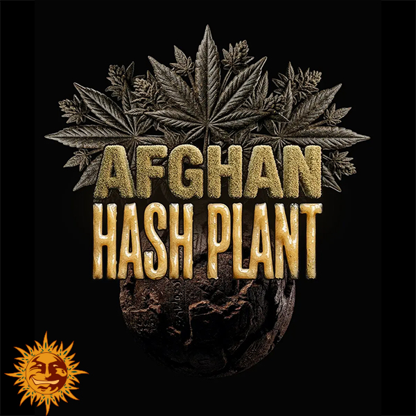 Barneys Farm Seeds AUTO Afghan Hash Plant