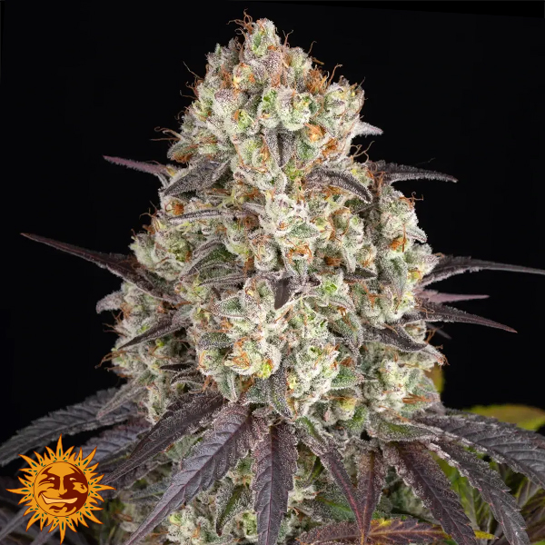 Barneys Farm Seeds Gary Payton