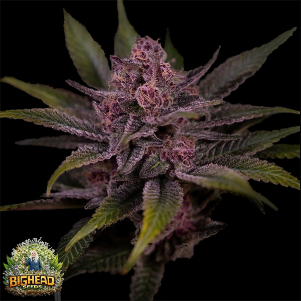 Bighead Seeds Trailblazer Line Biscotti