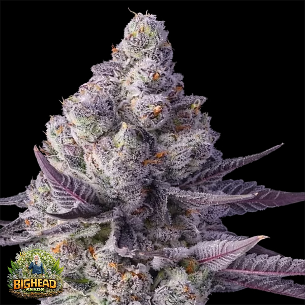 Bighead Seeds Trailblazer Line Blue Lobster