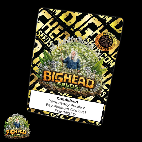 Bighead Seeds Trailblazer Line Candyland