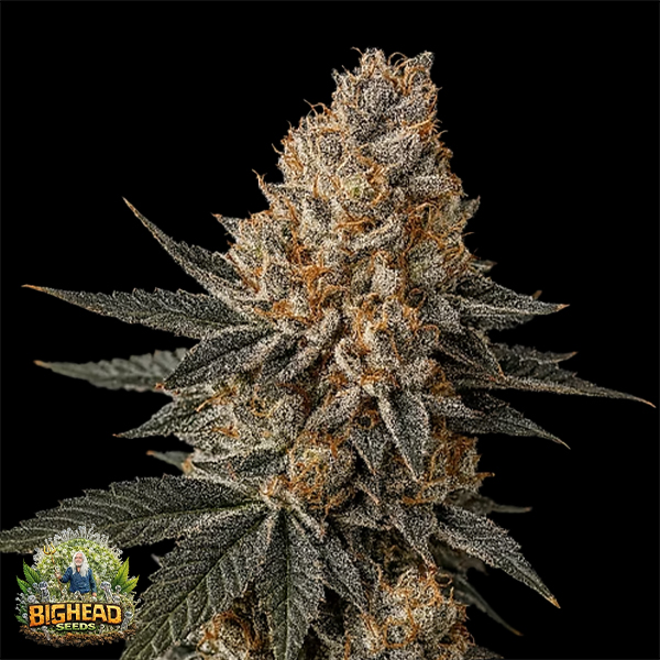 Bighead Seeds Trailblazer Line Jelly Breath