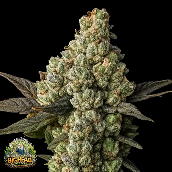 Bighead Seeds Trailblazer Line Lemon Squeeze