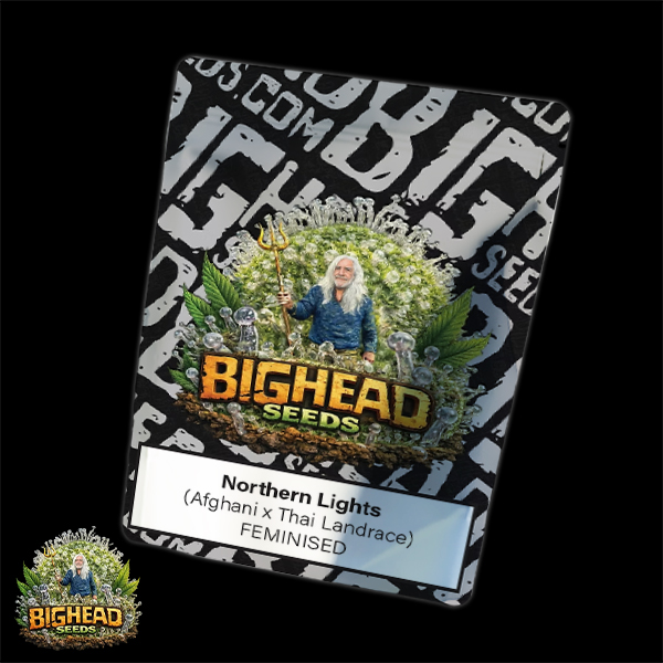 Bighead Seeds Classic Line Northern Lights
