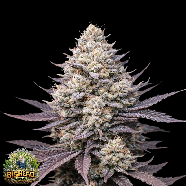 Bighead Seeds Triploid Line Peach Ringz
