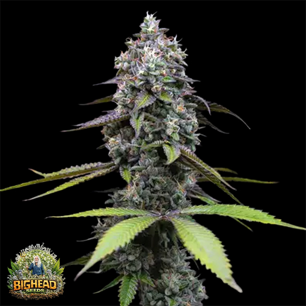 Bighead Seeds Trailblazer Line Zoap