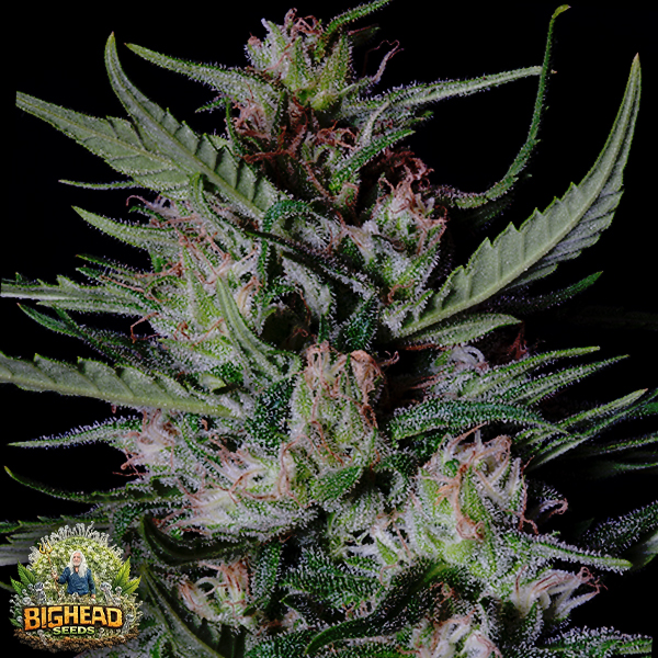 Big Head Seeds AUTO Dogstar Dawg