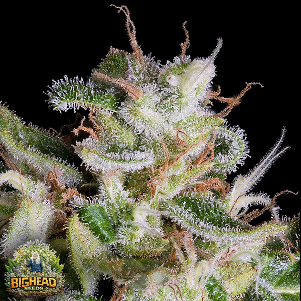 Big Head Seeds Alien Gorilla