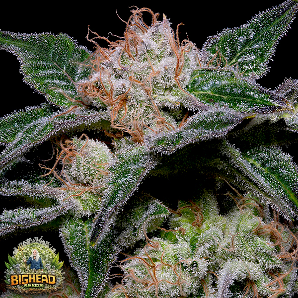 Big Head Seeds Banana Punch