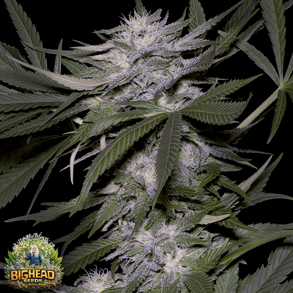 Big Head Seeds Big Head Confidential