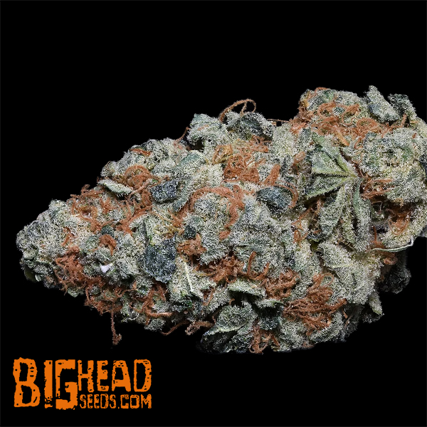 Big Head Seeds Cookie Dawg