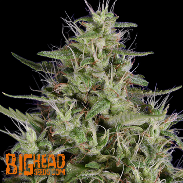 Big Head Seeds Dogstar Dawg