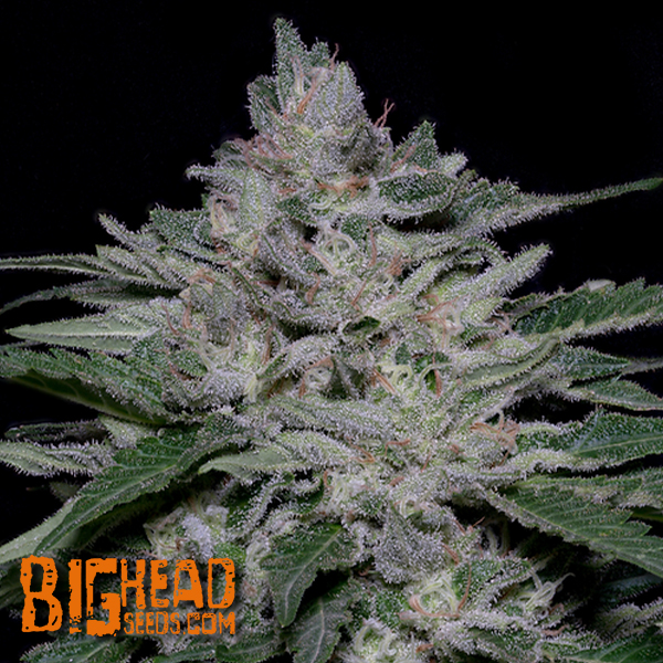 Big Head Seeds Fire OG Kush