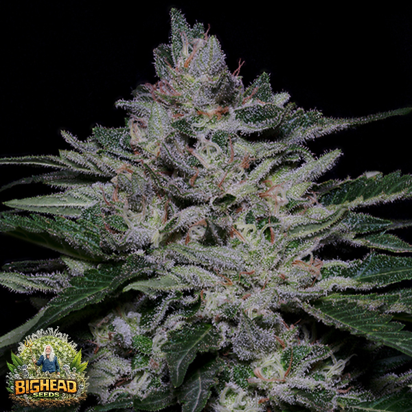 Big Head Seeds Fire OG Kush
