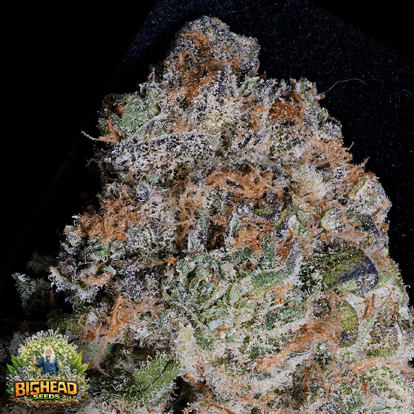Bighead Seeds Classic Line Girl Scout Cookies
