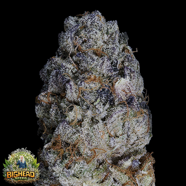 Bighead Seeds Classic Line Purple Punch