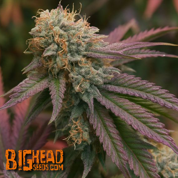 Bighead Seeds Trailblazer Line RS11