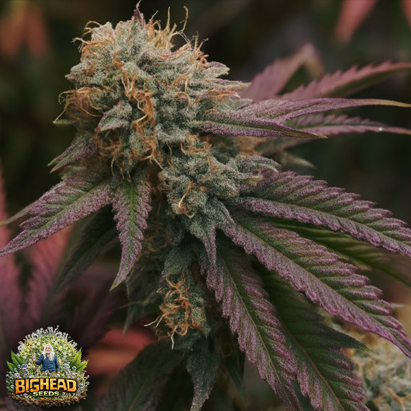 Bighead Seeds Trailblazer Line RS11