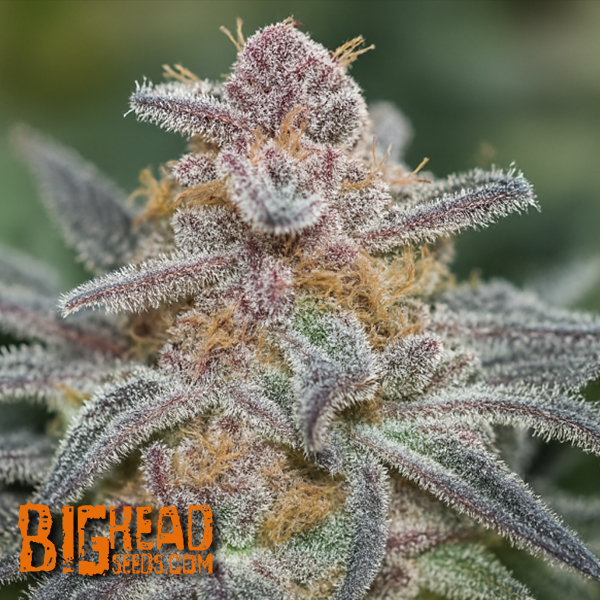 Bighead Seeds Trailblazer Line Rainbow Sherbet