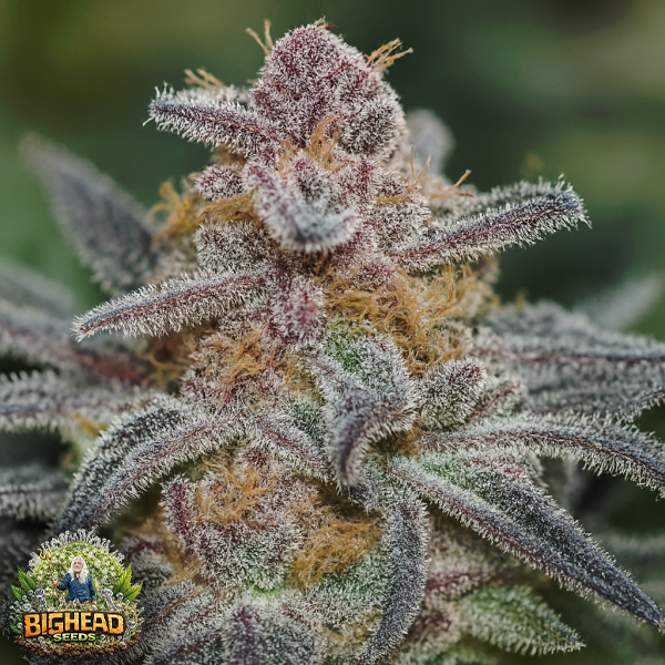 Bighead Seeds Trailblazer Line Rainbow Sherbet