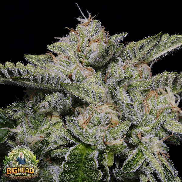 Big Head Seeds Skywalka Ghost Kush